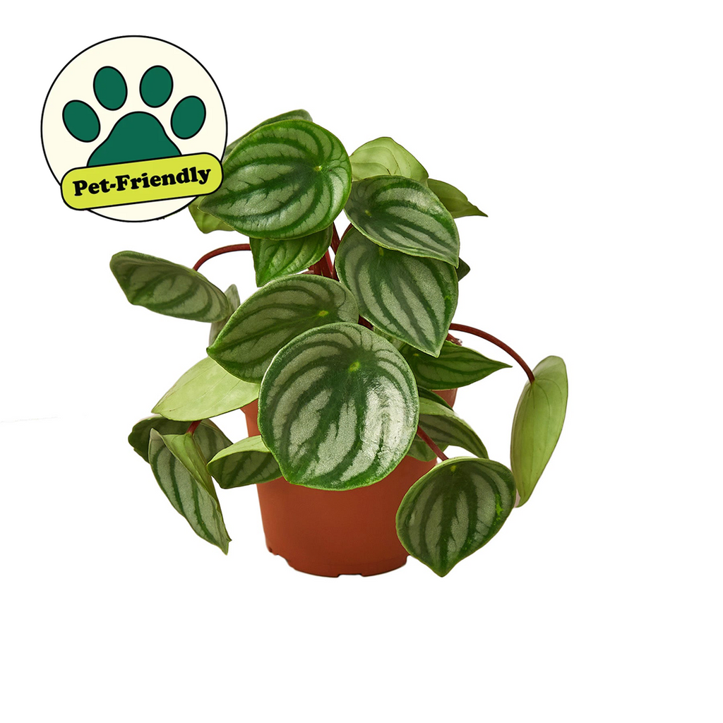 Peperomia Watermelon