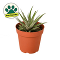 Zebra Haworthia