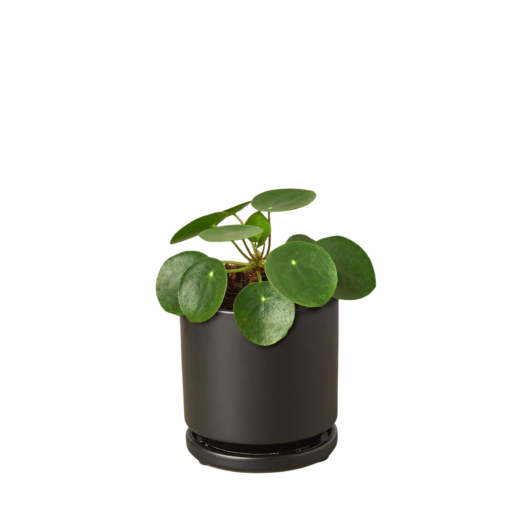 Pilea Peperomioides 'Chinese Money Plant'