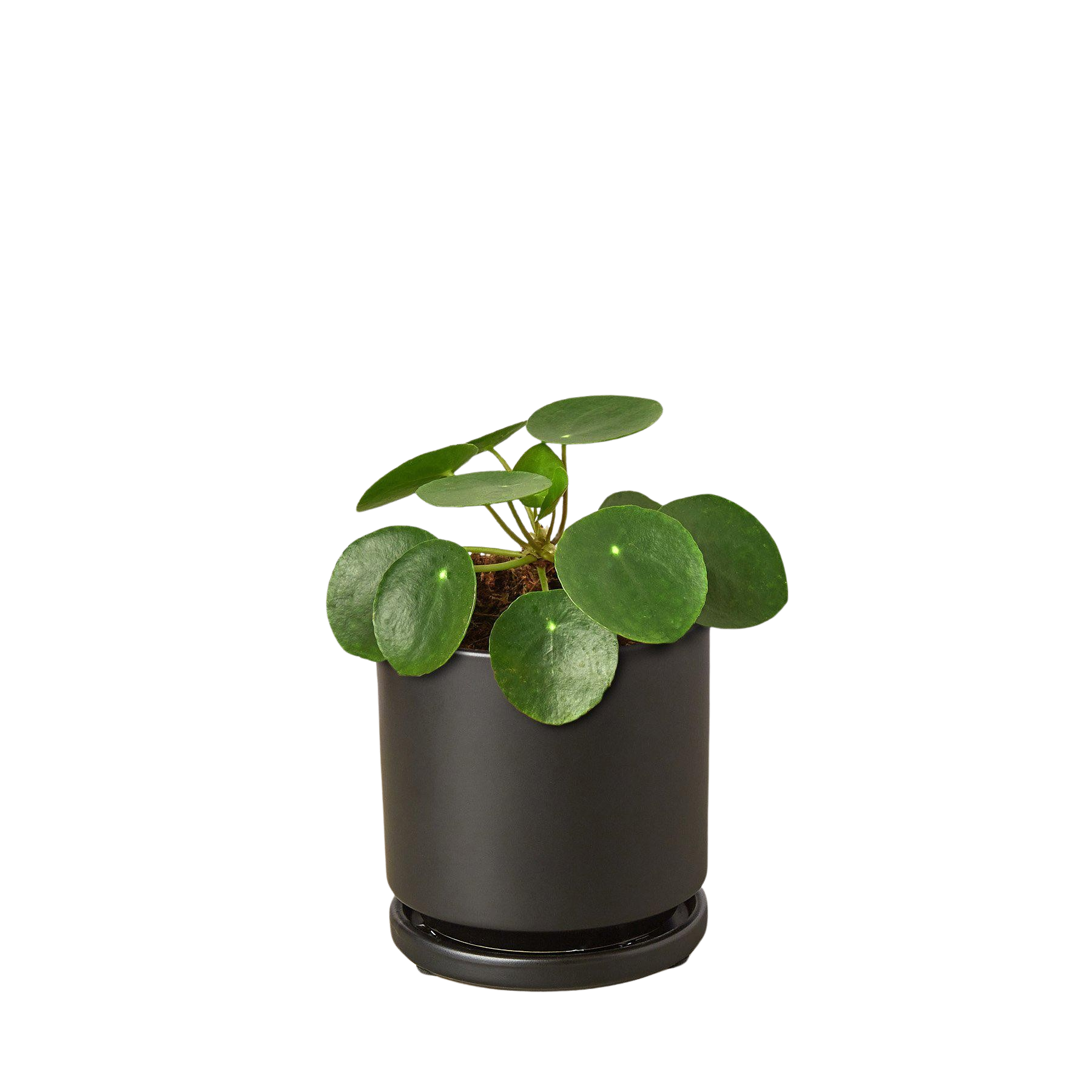 Pilea Peperomioides 'Chinese Money Plant'