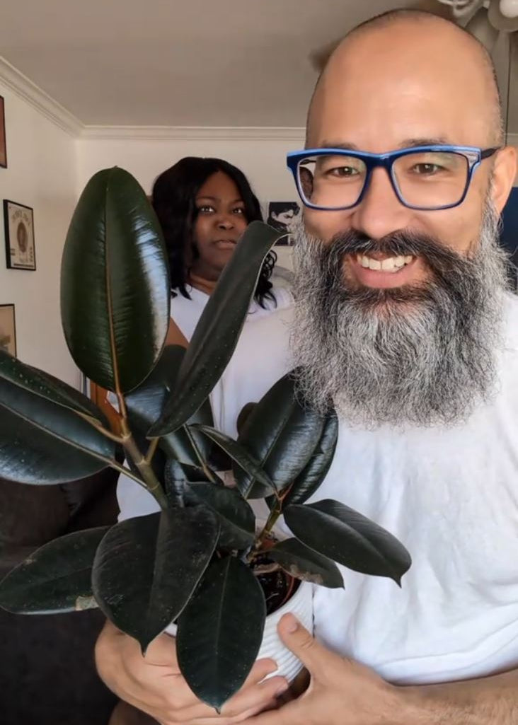 Ficus Elastica 'Burgundy'