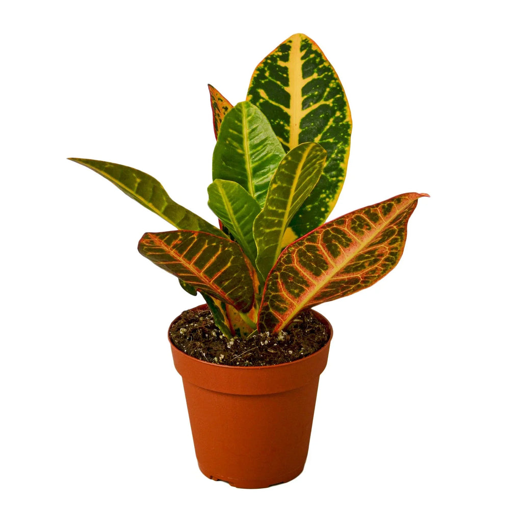 Croton Petra 'Joseph's Coat', Codiaeum variegatum 'Petra', Live Houseplant, Potted Plant