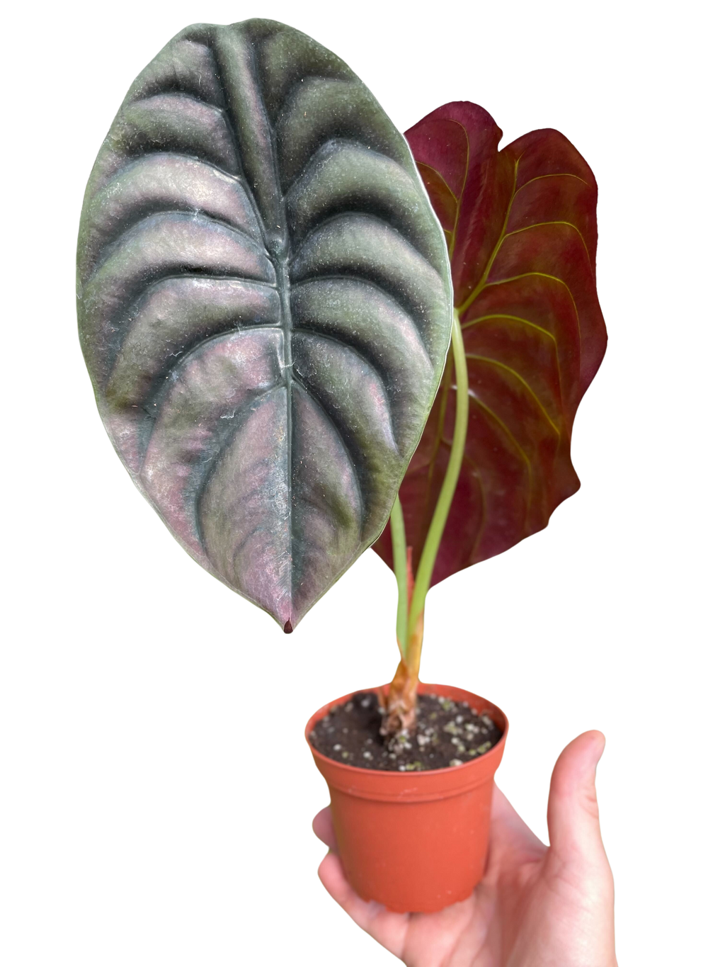 Alocasia Cuprea 'Red Secret'
