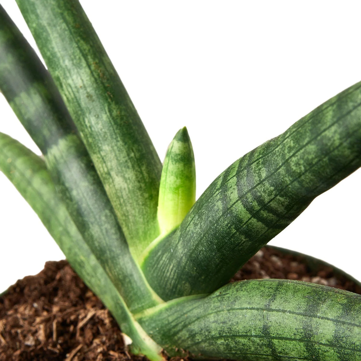 Snake Plant 'Starfish', Sansevieria Cylindrica 'Starfish', Live Houseplant, Potted Plant, Live Potted Succulent Plant