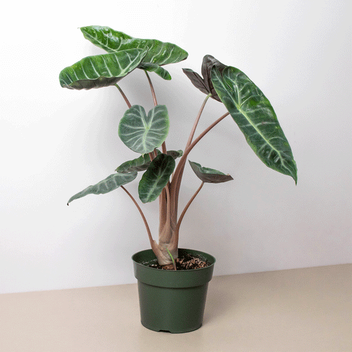 Alocasia 'Pink Dragon', Alocasia calidora 'Pink Dragon', Live Houseplant, Potted Plant