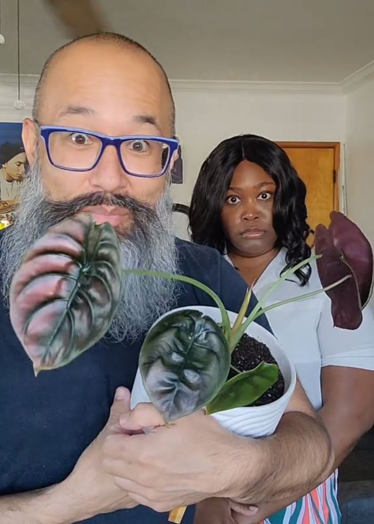 Alocasia Cuprea 'Red Secret'