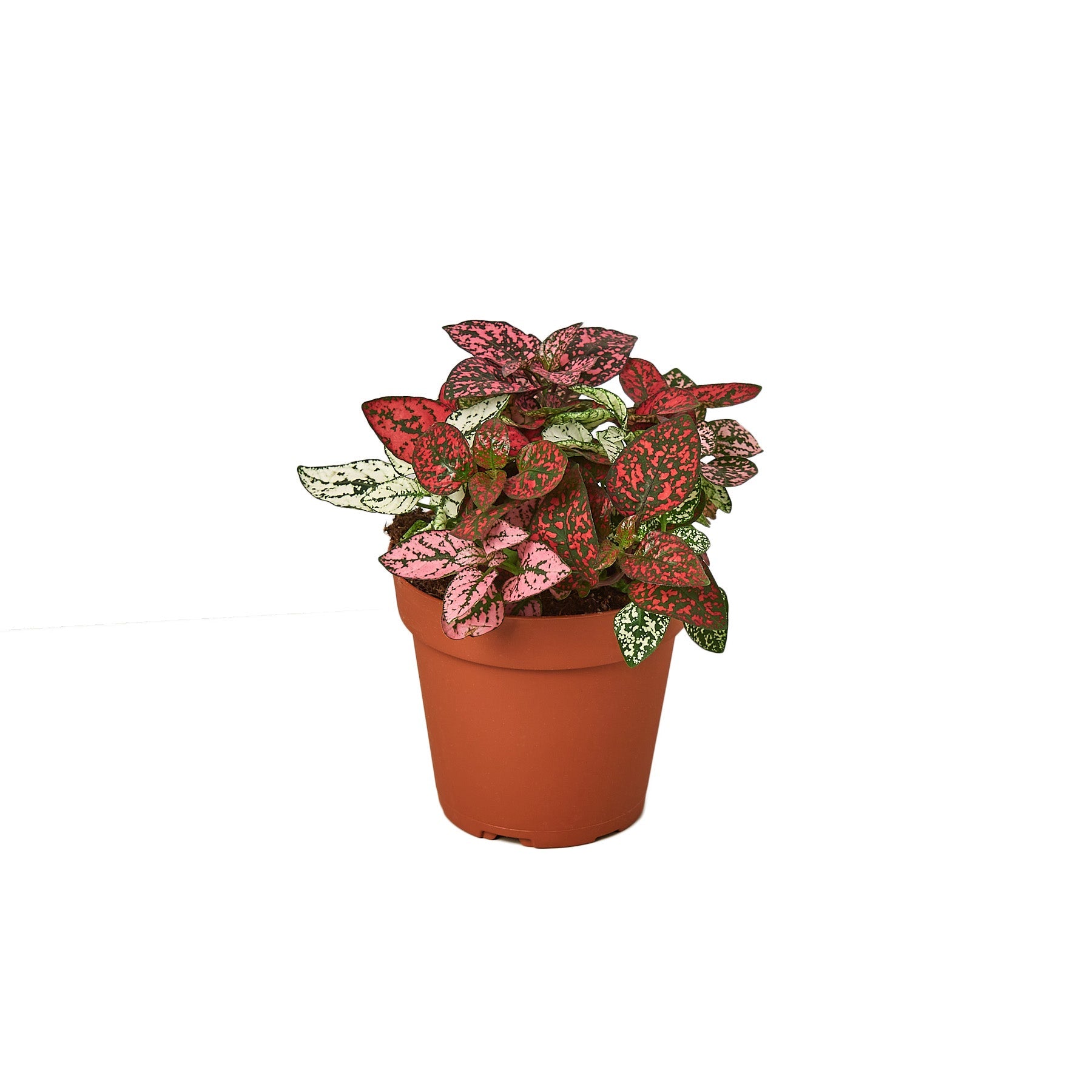 Polka Dot Plant, Hypoestes Phyllostachya, Live Houseplant, Indoor Plant, Pink, Red, White, Combo