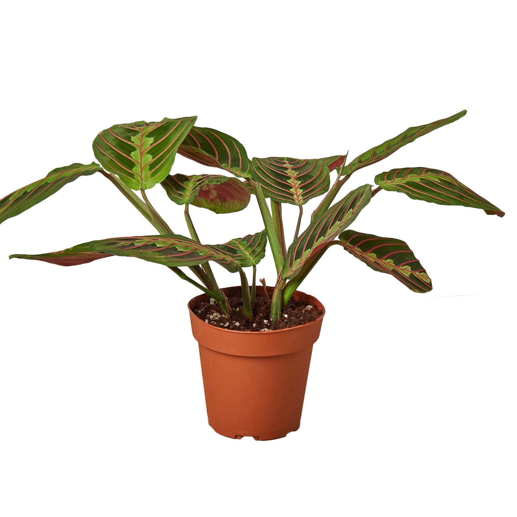 Red-Veined Prayer Plant, Maranta Leuconeura, Live Houseplant, Indoor Plant