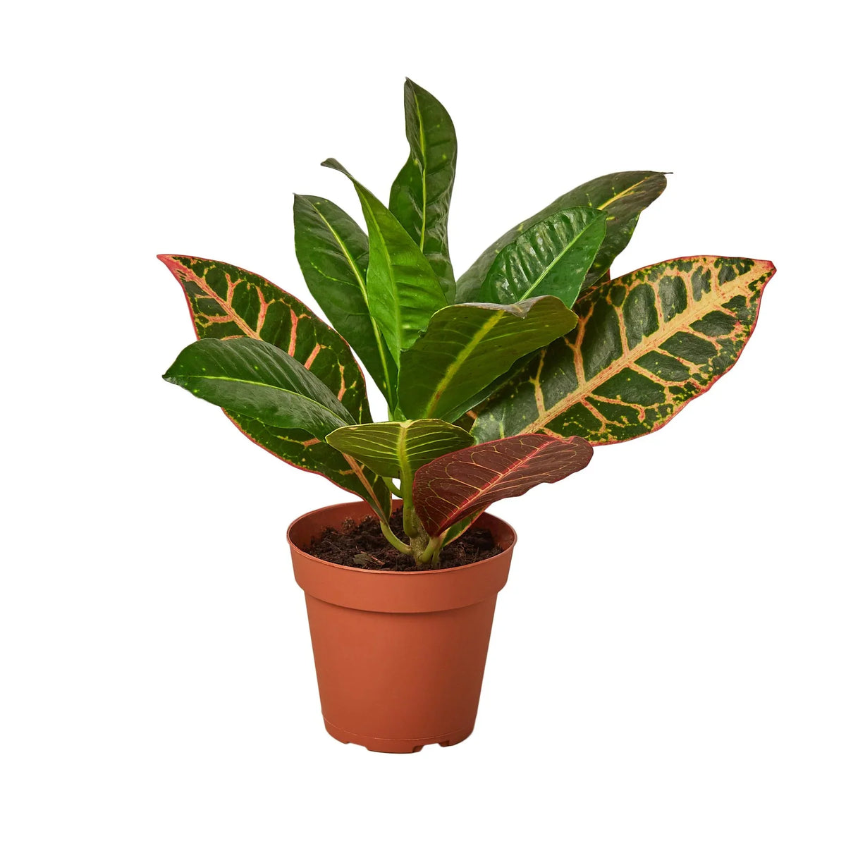 Croton Petra 'Joseph's Coat', Codiaeum variegatum 'Petra', Live Houseplant, Potted Plant