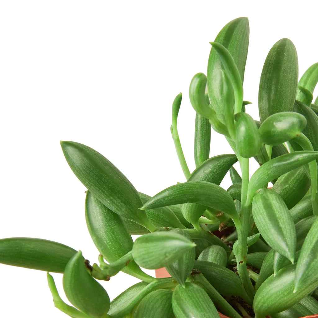 String of Bananas, Senecio radicans, Live Potted Succulent, Potted Indoor Plant