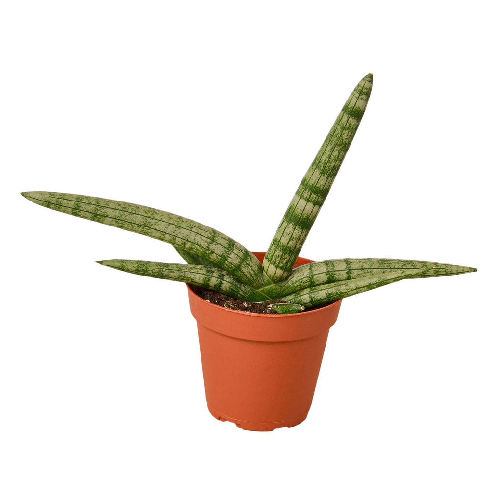 Snake Plant 'Starfish', Sansevieria Cylindrica 'Starfish', Live Houseplant, Potted Plant, Live Potted Succulent Plant