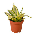 Snake Plant Dwarf 'Gold Hahnii', Sansevieria Trifasciata, Live Golden Snake Plant, Potted Plant, Potted Succulent Plant