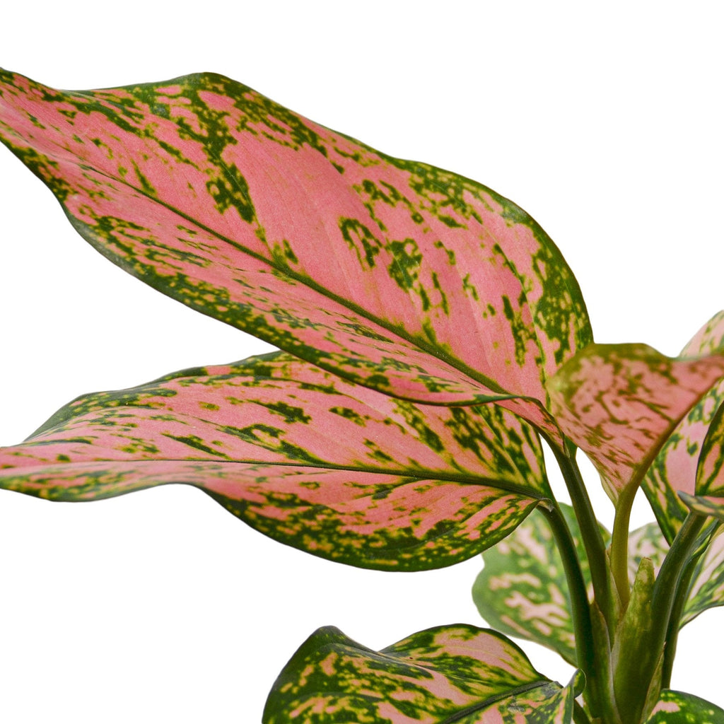 Chinese Evergreen 'Lady Valentine', Aglaonema 'Lady Valentine', Live Houseplant, Potted Plant