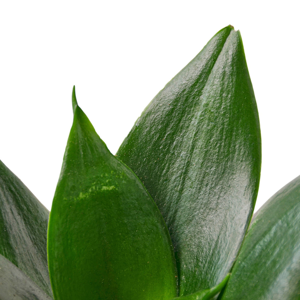 Snake Plant Dwarf 'Jade', Sansevieria Trifasciata, Live Potted Houseplant, Potted Succulent