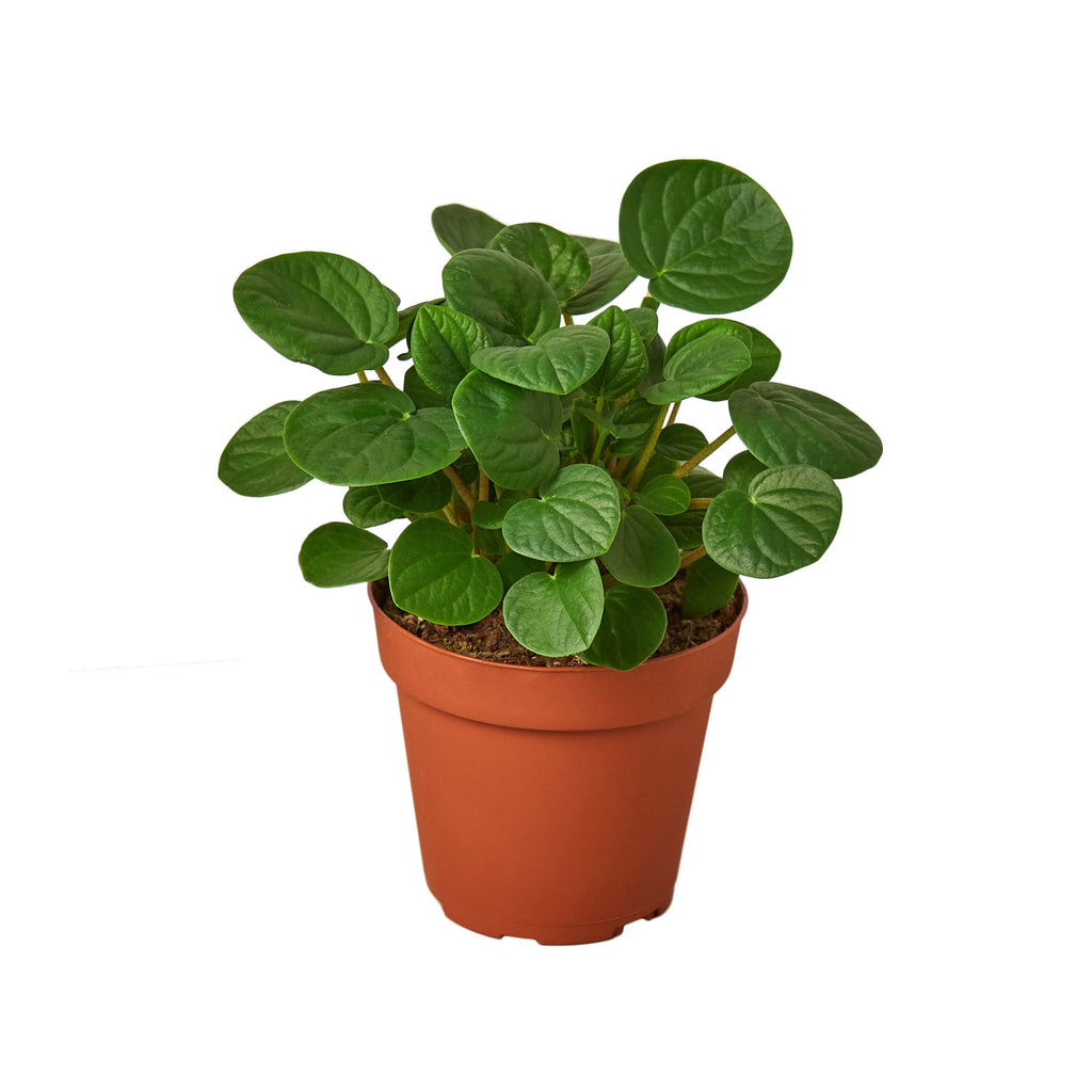 Peperomia Albovittata 'Rana Verde', Radiator Plant, Live Houseplant, Indoor Plant