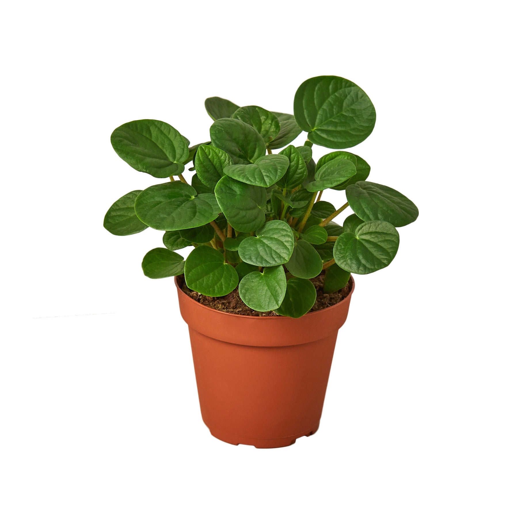 Peperomia Albovittata 'Rana Verde', Radiator Plant, Live Houseplant, Indoor Plant