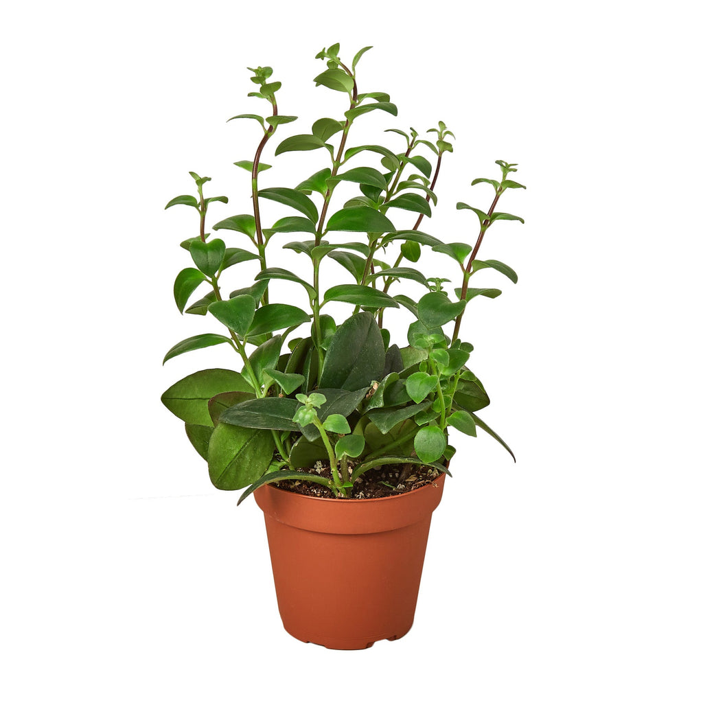 Lipstick Plant, Aeschynanthus, Live Houseplant, Indoor Plant, Flowering Plant