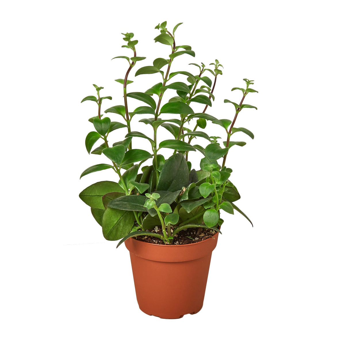 Lipstick Plant, Aeschynanthus, Live Houseplant, Indoor Plant, Flowering Plant