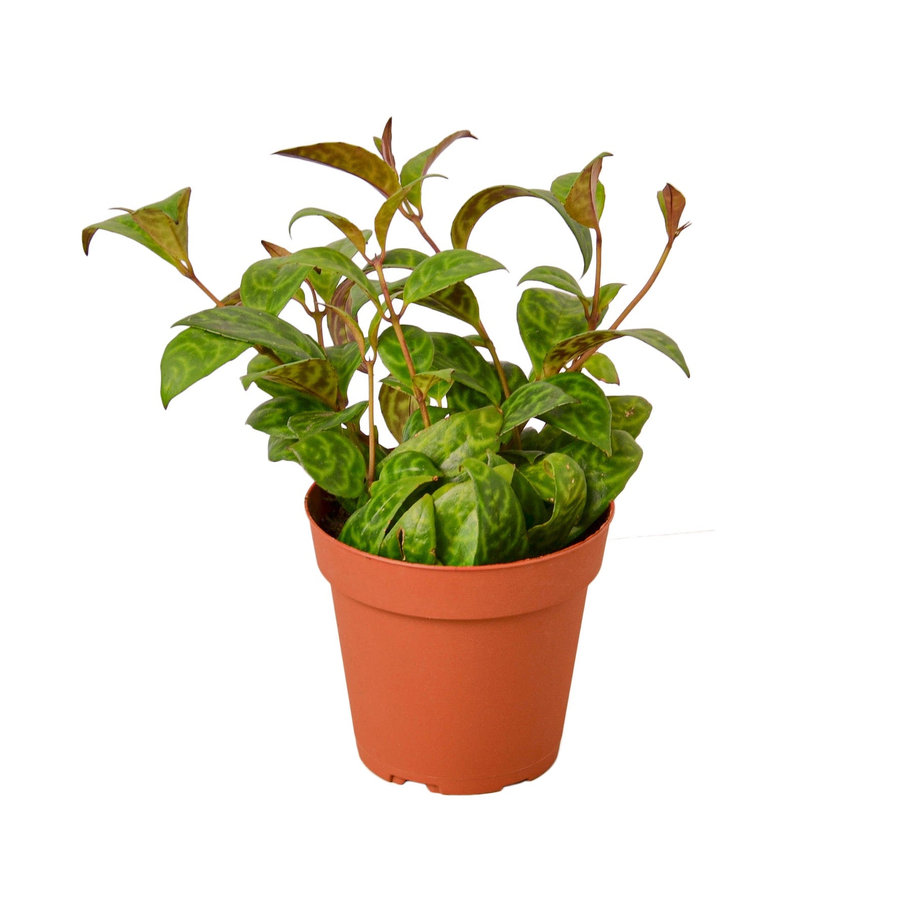 Lipstick Black Pagoda Plant, Aeschynanthus longicaulis, Live Houseplant, Indoor Plant, Flowering Plant