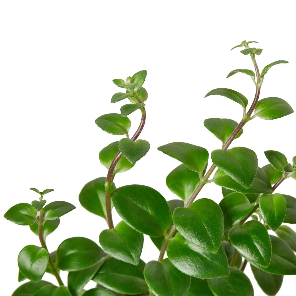 Lipstick Plant, Aeschynanthus, Live Houseplant, Indoor Plant, Flowering Plant