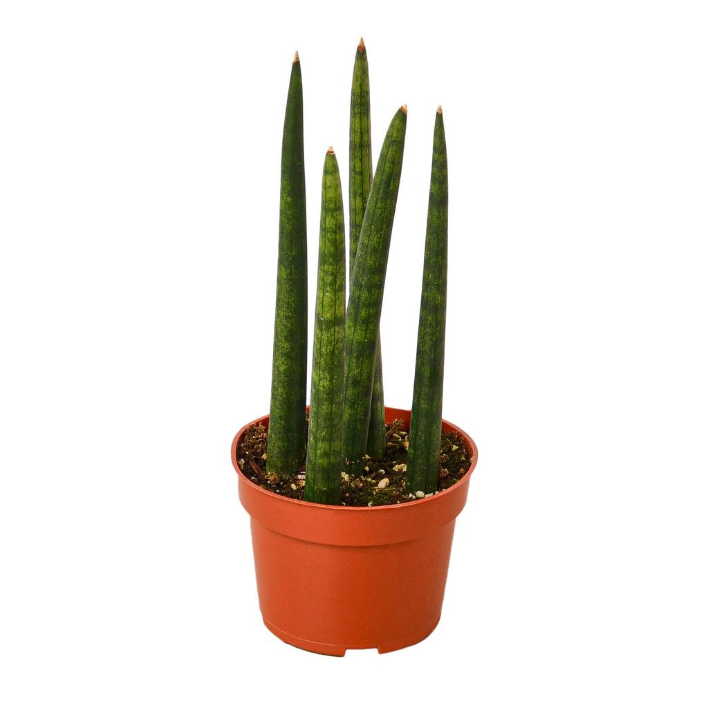 Snake Plant Cylindrica, Sansevieria Cylindrica, Live Houseplant, Potted Plant