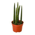 Snake Plant Cylindrica, Sansevieria Cylindrica, Live Houseplant, Potted Plant