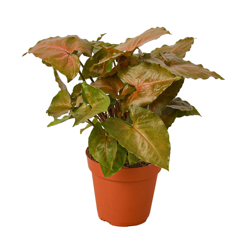 Syngonium 'Merry', Arrowhead Plant, Arrowhead Vine, Syngonium podophyllum 'Merry', Live Houseplant, Potted Plant
