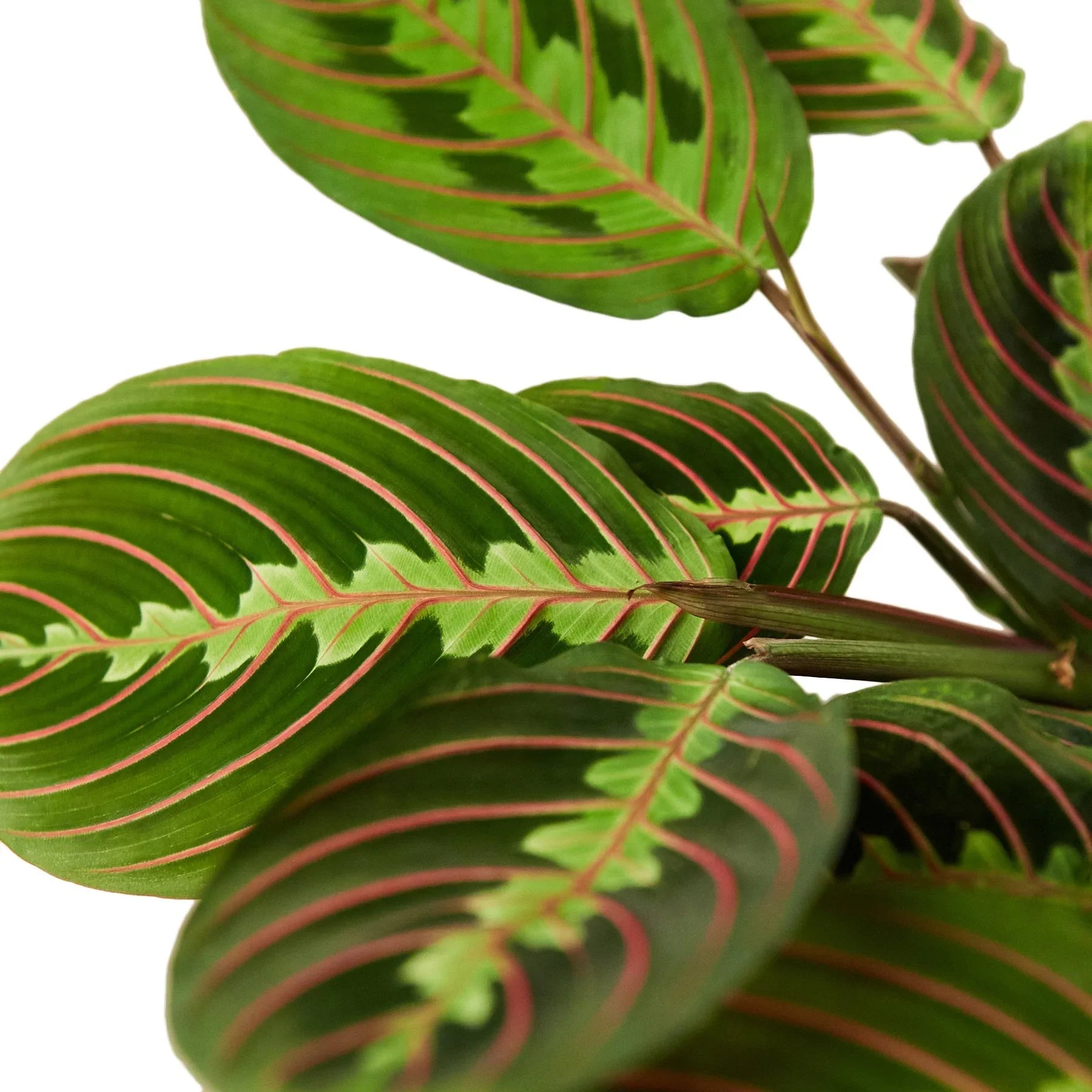 Red-Veined Prayer Plant, Maranta Leuconeura, Live Houseplant, Indoor Plant
