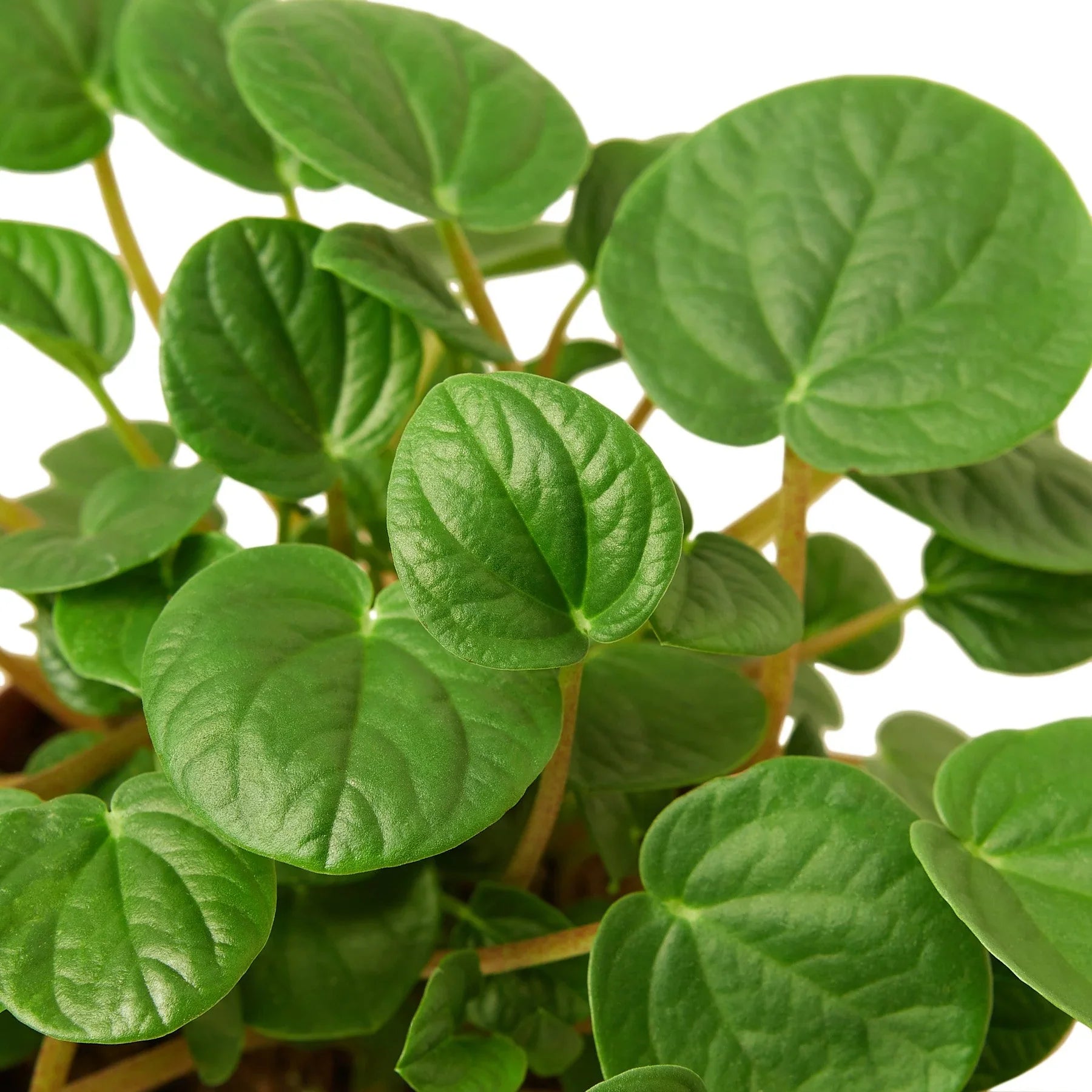 Peperomia Albovittata 'Rana Verde', Radiator Plant, Live Houseplant, Indoor Plant