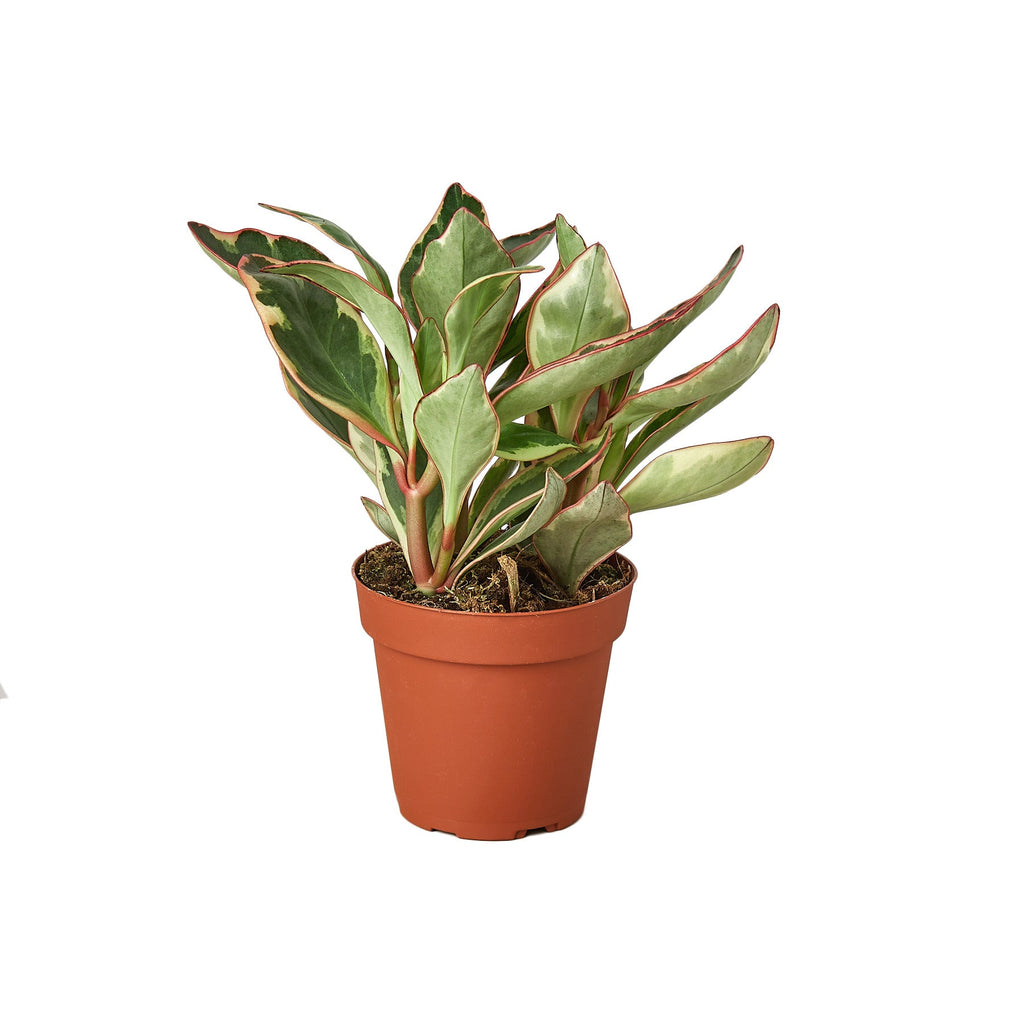 Peperomia 'Ginny', Peperomia clusiifolia, Live Houseplant, Potted Plant, Pet Friendly Plant