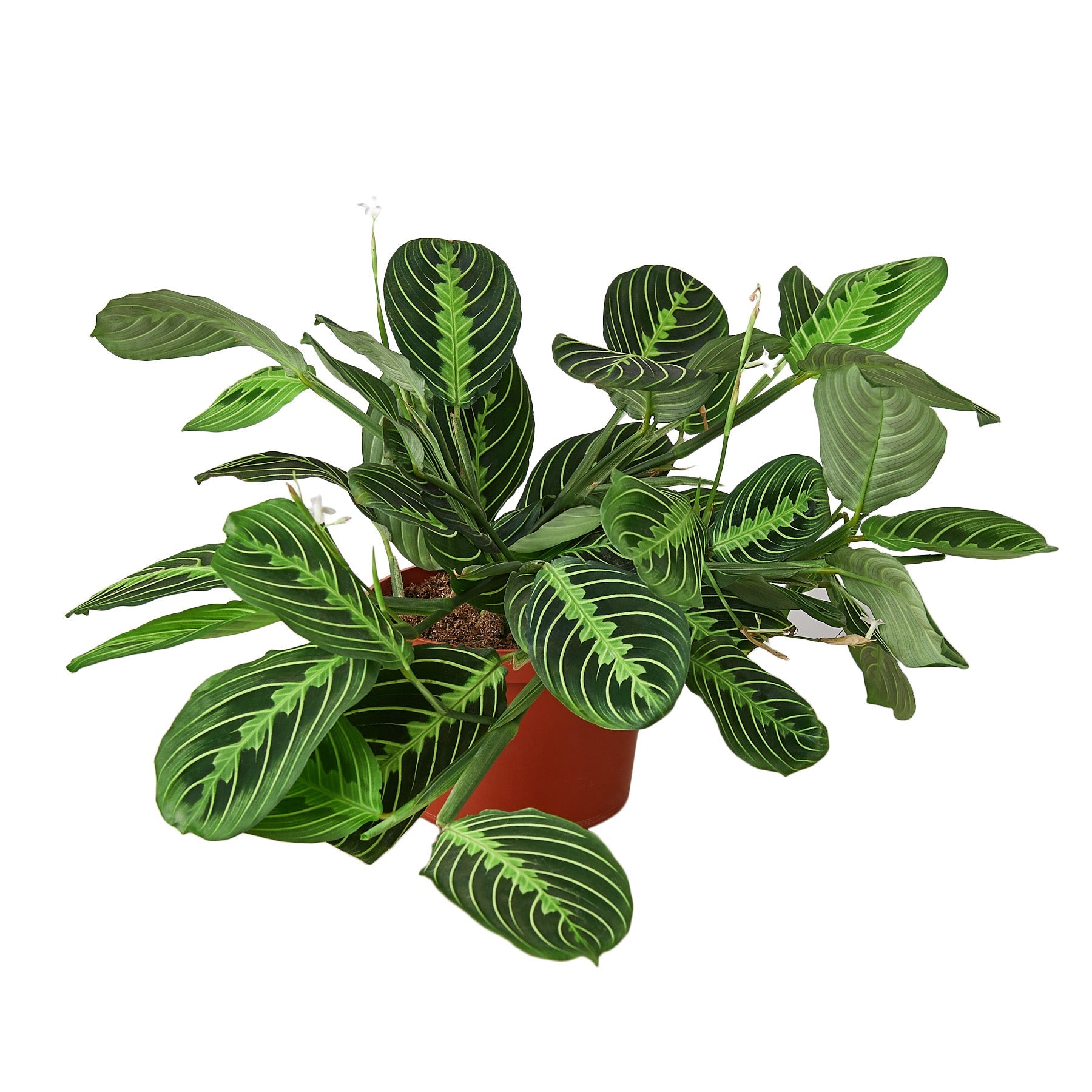Lemon Lime Prayer Plant, Maranta Leuconeura 'Lemon Lime', Live Houseplant, Indoor Plant
