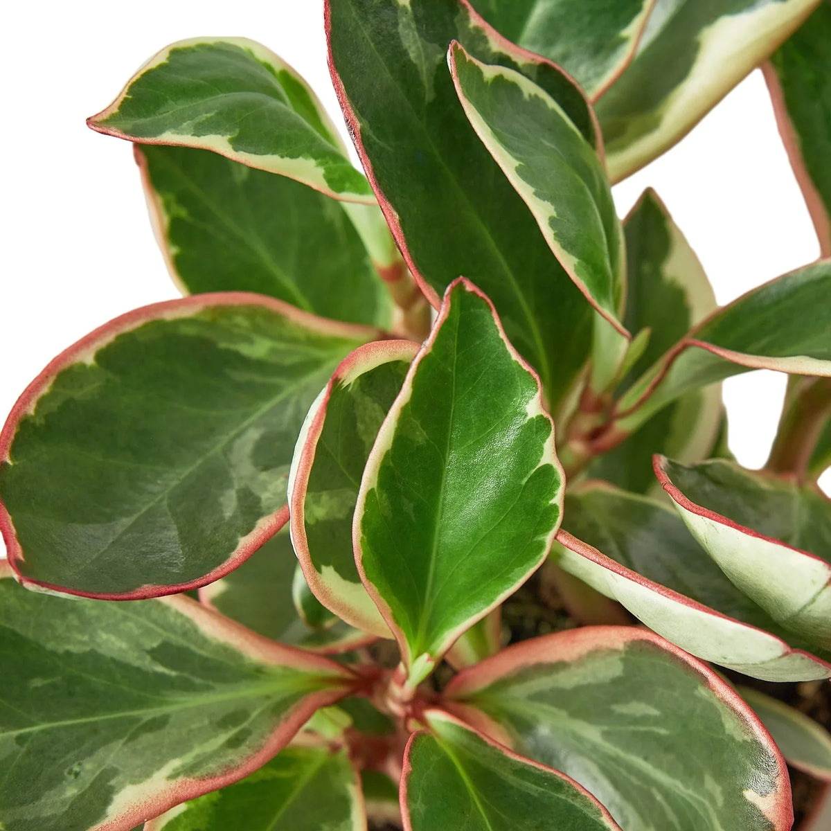 Peperomia 'Ginny', Peperomia clusiifolia, Live Houseplant, Potted Plant, Pet Friendly Plant