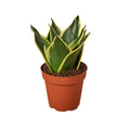 Snake Plant Dwarf 'Black Gold', Sansevieria Trifasciata, Live Houseplant, Potted Plant