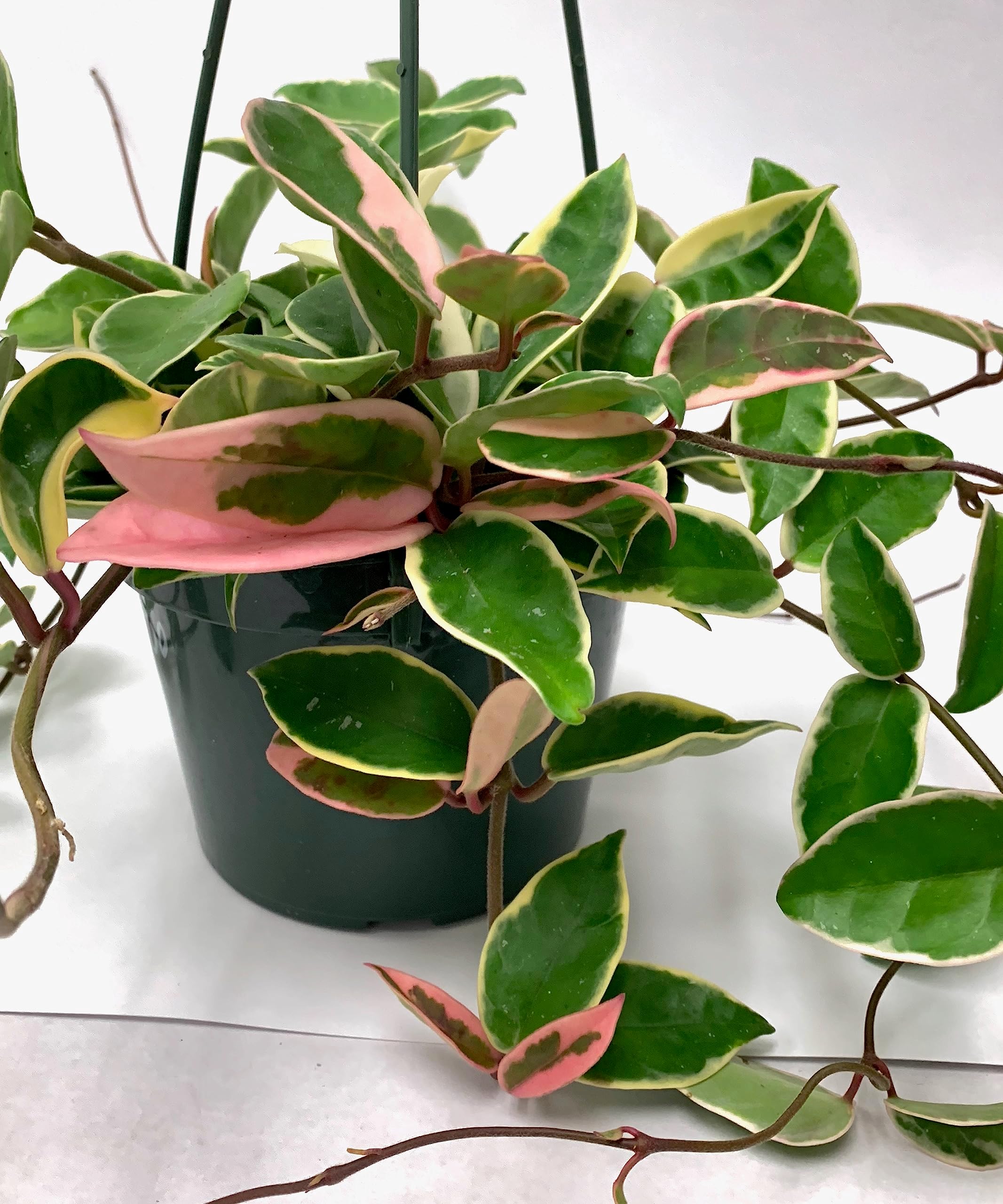 Hoya Carnosa 'Krimson Princess', Waxflower, Live Houseplant, Indoor Plant, Flowering Plant