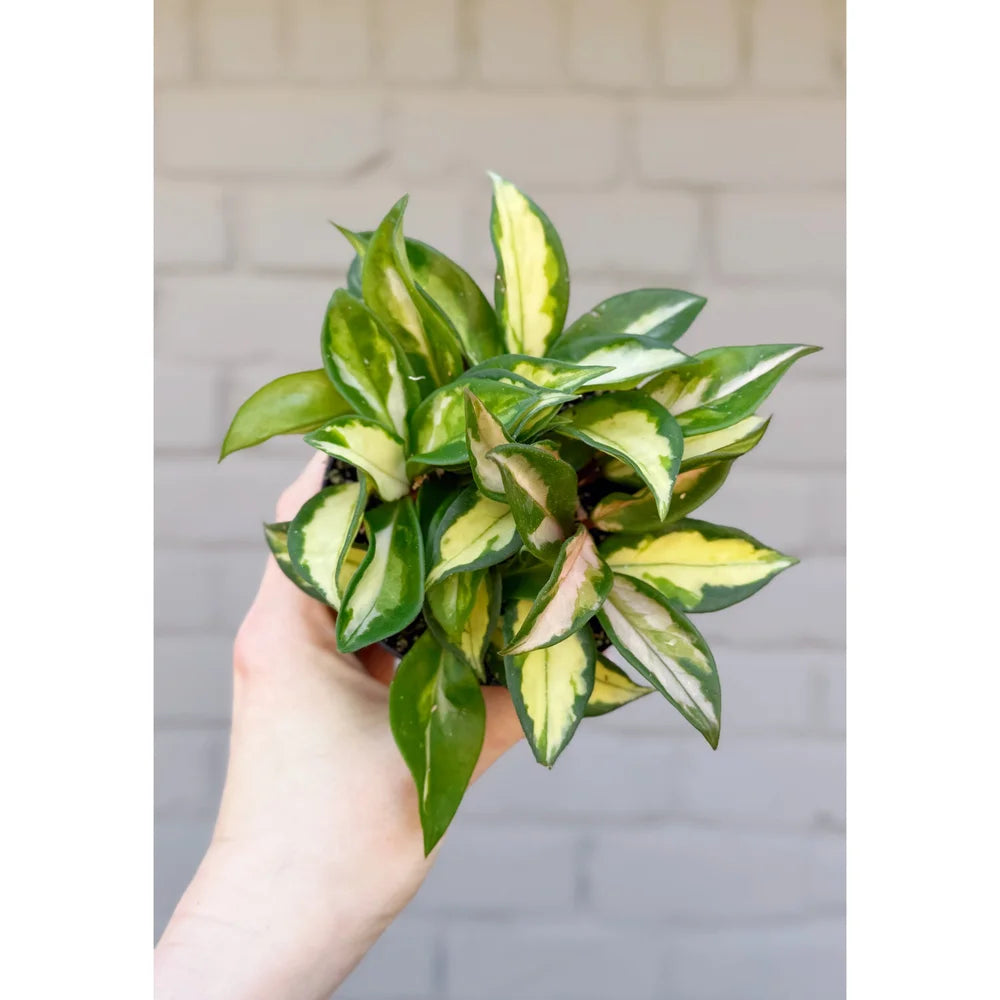 Hoya Carnosa 'Krimson Princess', Waxflower, Live Houseplant, Indoor Plant, Flowering Plant