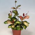 Hoya Australis ssp. Tenuipes Variegated 'Lisa', Waxflower, Live Houseplant, Indoor Plant, Flowering Plant