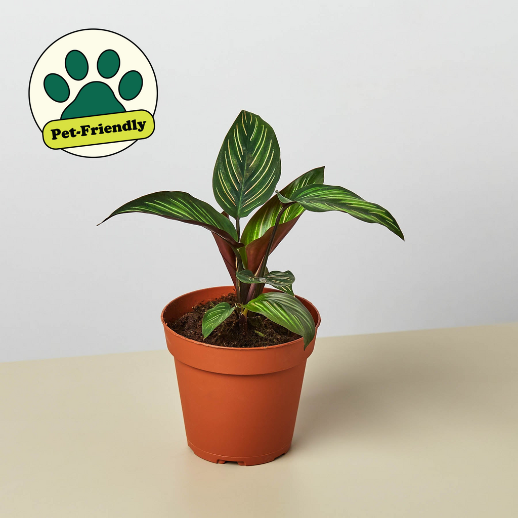 Calathea 'Beauty Star', Calathea Ornata 'Beauty Star' Live Houseplant, Potted Plant