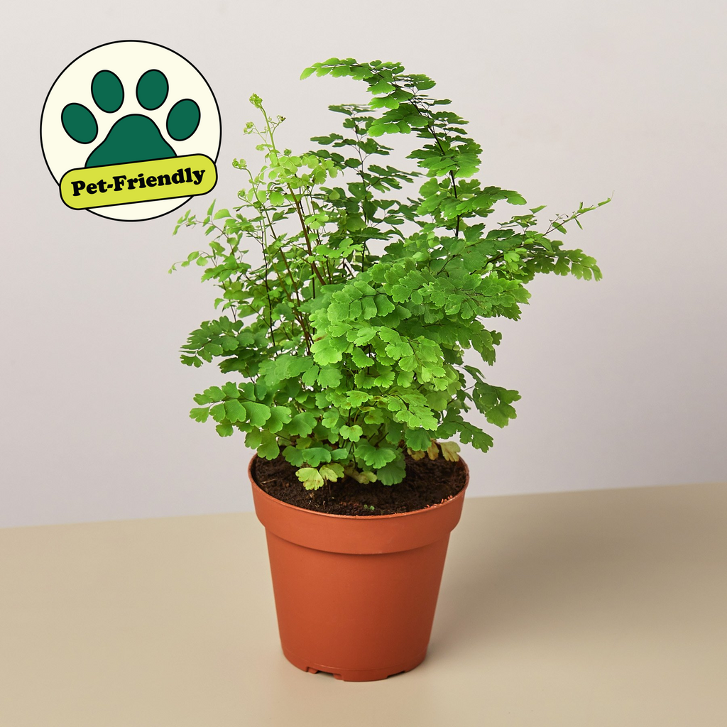 4" potted Fern Maidenhair