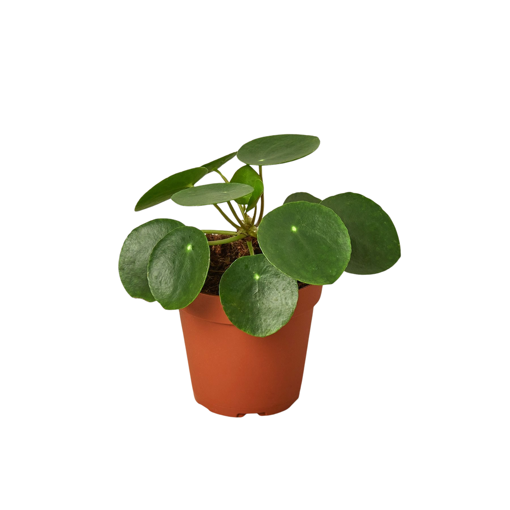 Pilea Peperomioides 'Chinese Money Plant'