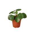 Pilea Peperomioides 'Chinese Money Plant'