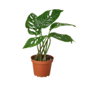 Monstera Adansonii 'Swiss Cheese'