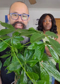 Money Tree