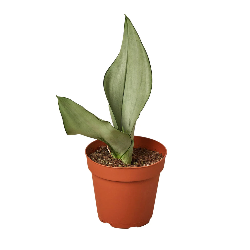 Snake Plant 'Moonshine', Sansevieria Trifasciata 'Moonshine', Live Succulent Houseplant, Potted Indoor Plant