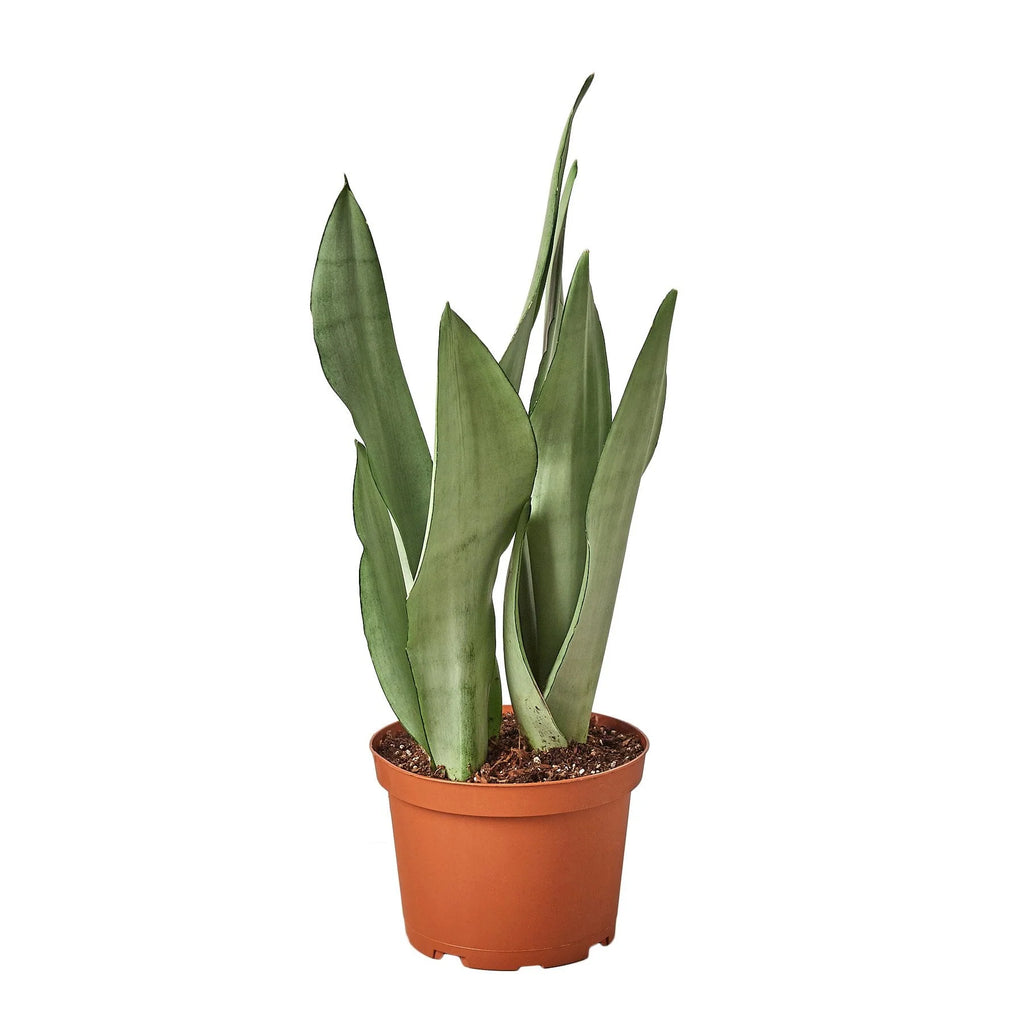 Snake Plant 'Moonshine', Sansevieria Trifasciata 'Moonshine', Live Succulent Houseplant, Potted Indoor Plant