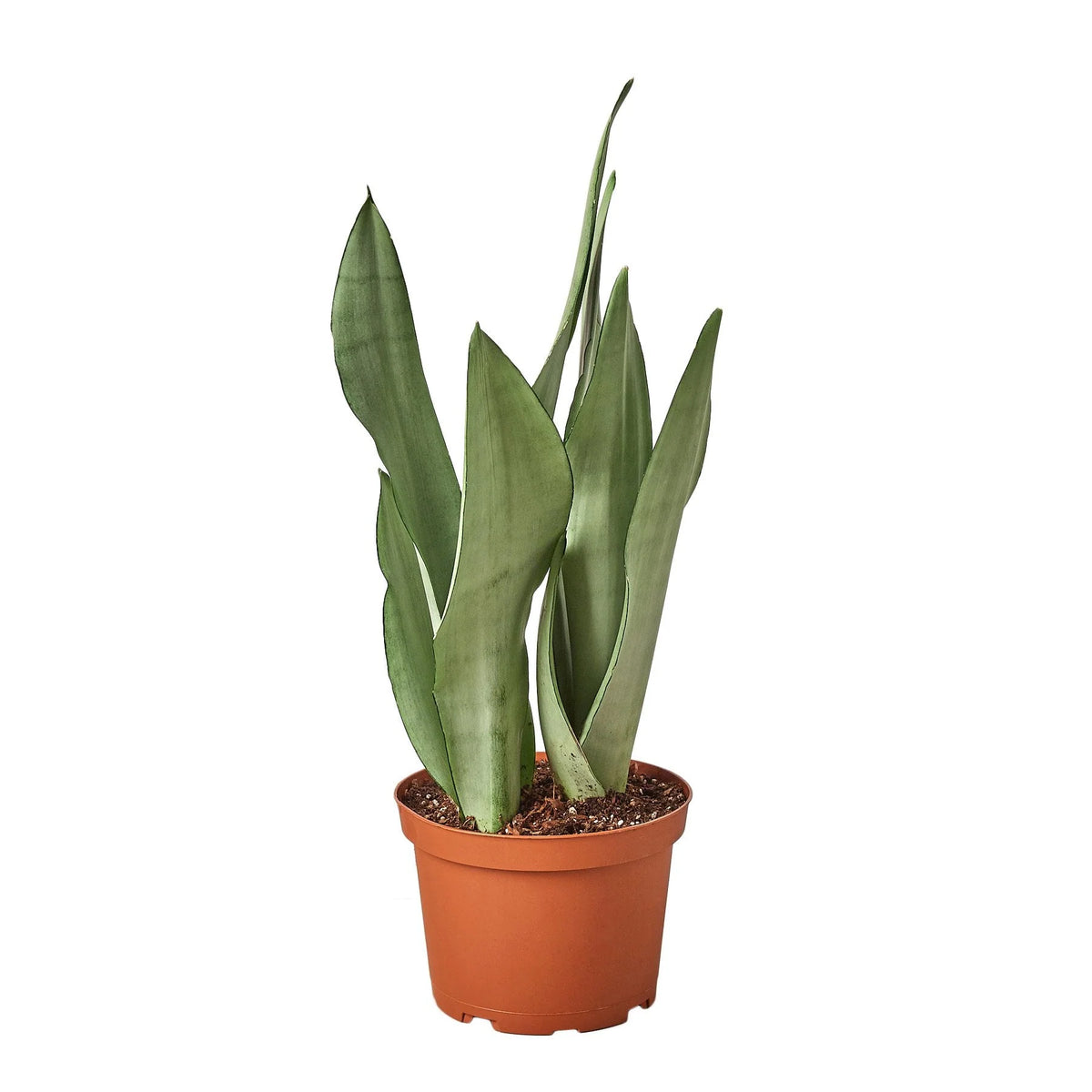 Snake Plant 'Moonshine', Sansevieria Trifasciata 'Moonshine', Live Succulent Houseplant, Potted Indoor Plant