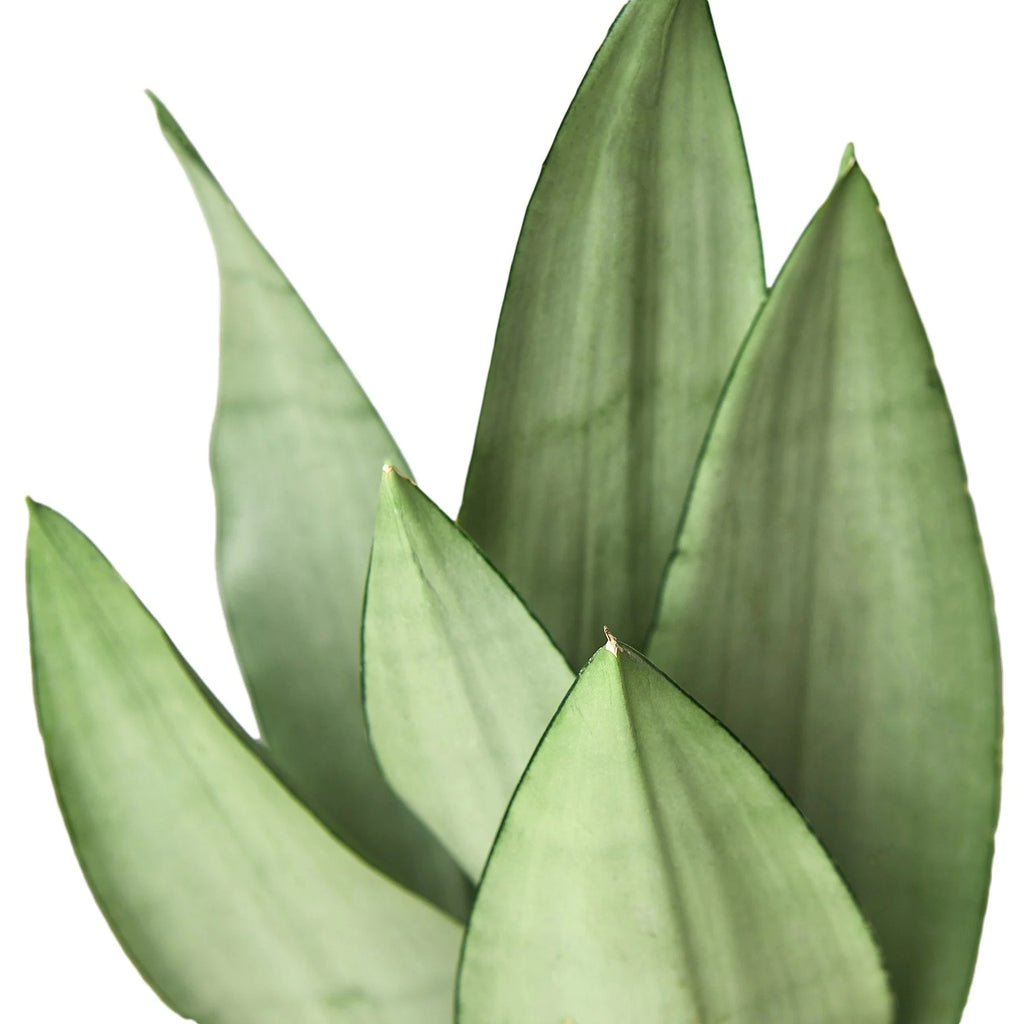 Snake Plant 'Moonshine', Sansevieria Trifasciata 'Moonshine', Live Succulent Houseplant, Potted Indoor Plant
