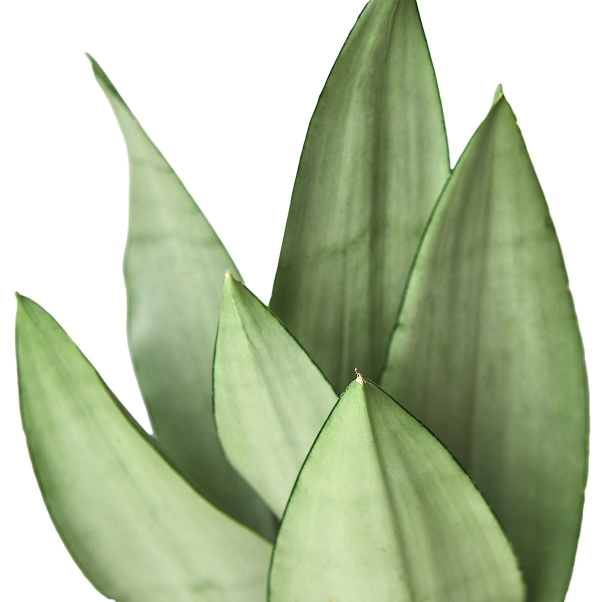 Snake Plant 'Moonshine', Sansevieria Trifasciata 'Moonshine', Live Succulent Houseplant, Potted Indoor Plant