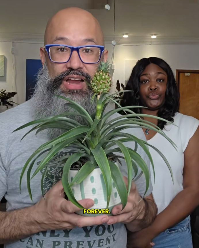Dwarf Pineapple Plant, Ananas Comosus, Live Houseplant, Indoor Plant