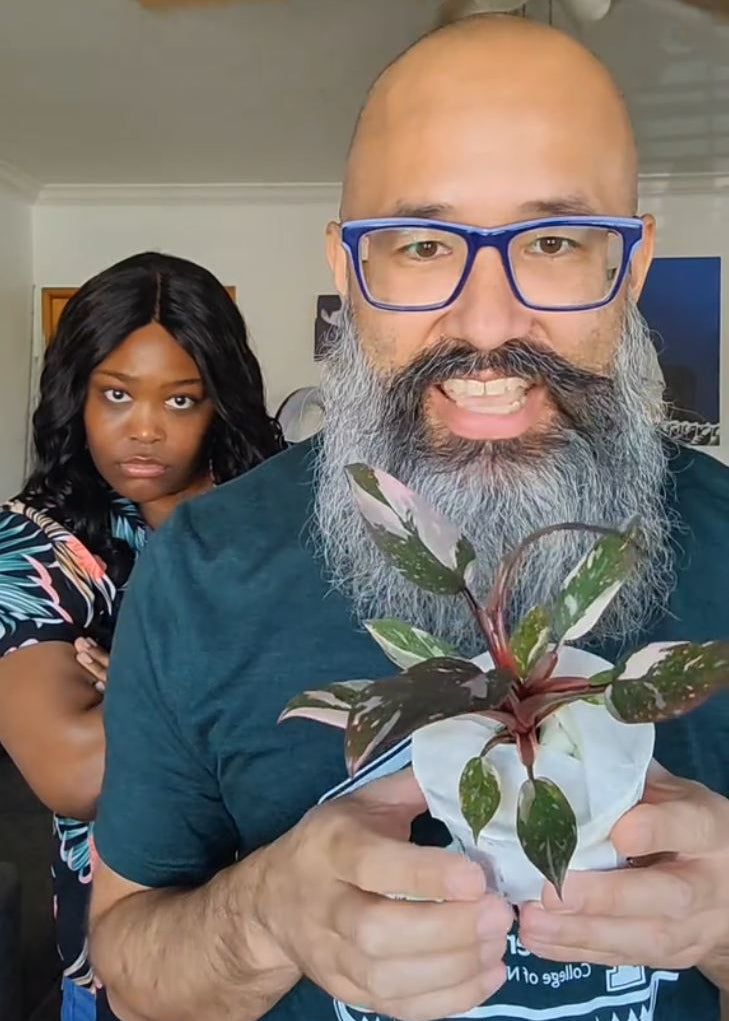 Philodendron 'Pink Princess'