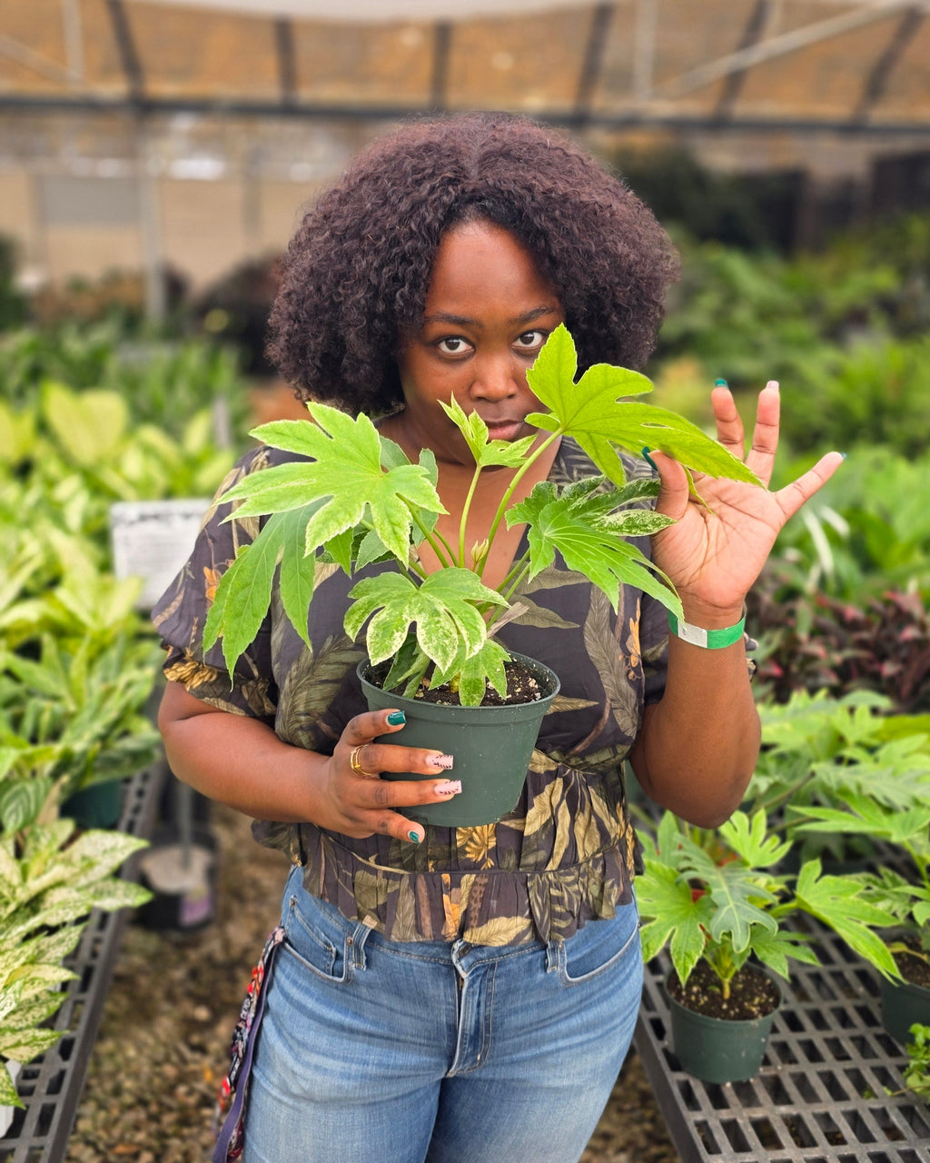 Fatsia Japonica 'Spider's Web', Japanese Aralia Plant, Live Houseplant, Indoor/Outdoor Plant